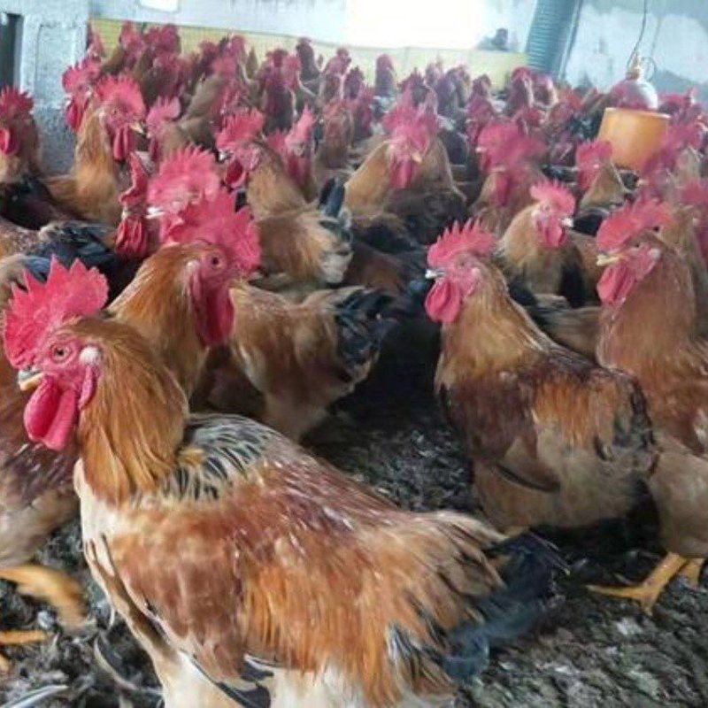 在农村,许多家庭通过养殖业来增加收入。今天我们就一起看看一个普通的小型养猪场是如何运作的吧。